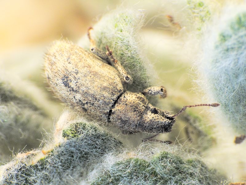 Strophomorphus porcellus (Schoenherr, 1832)